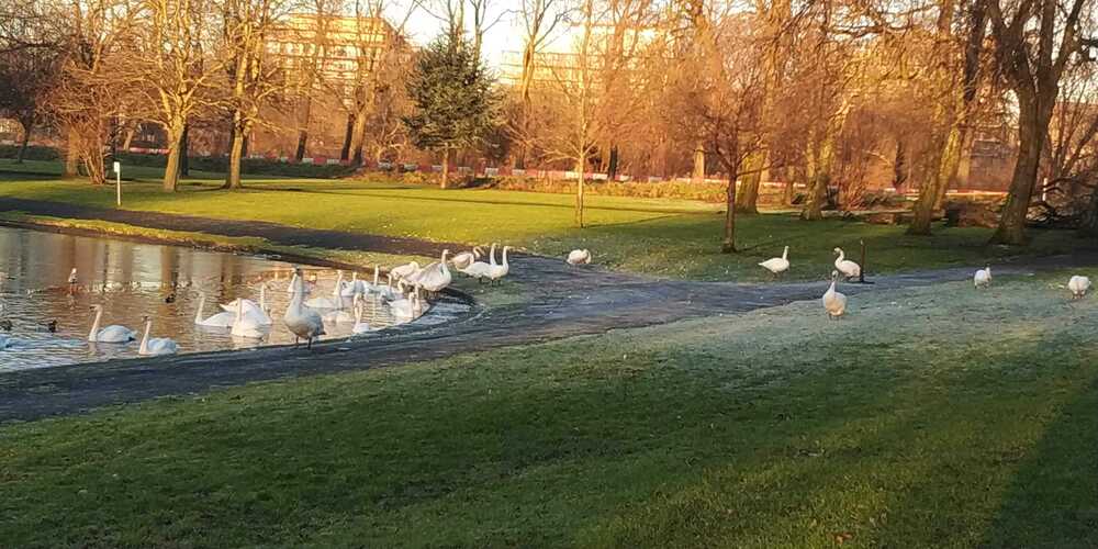 Photo of Winter Swans in Glasgow, Scotland